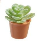 Miniatuur plantje