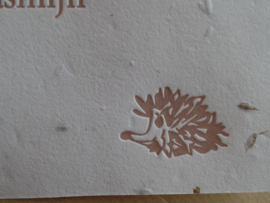 egeltje bloemzaad groeipapier