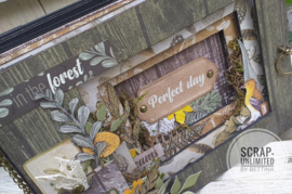 Album Cosy Forest