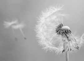 Dandelion (1903)