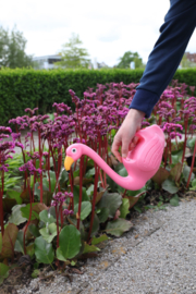 Flamingo Gieter