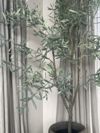 Prachtige grote olijfboom kunst XXL vergrijsd