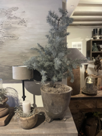 Mooie kerst kunst cedar in pot L