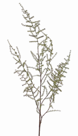 Mooie asparagus takken kunst groen