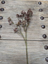 Mooie tak berry spray bruin rood