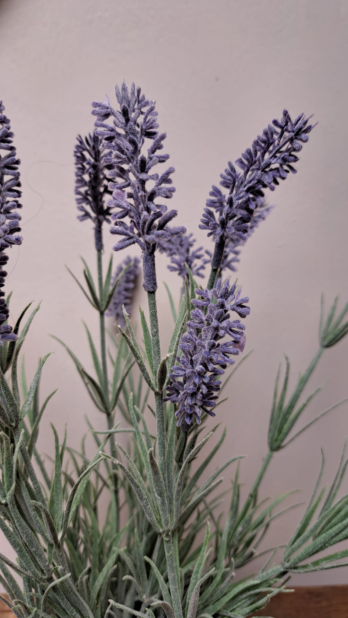 Lavendel in pot 40 cm