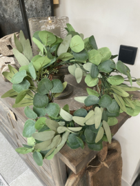 Leuk kransje van eucalyptus M