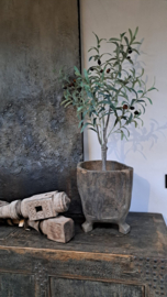 Stoere olijfboom vergrijsd 90 cm