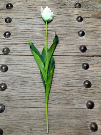 Mooie grote tulp cremewit