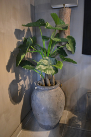 Mooie grote kunst alocasia 120 cm