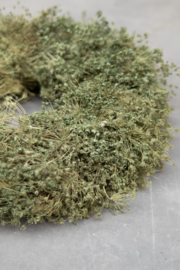 Stoere dillekrans groen - 2 maten
