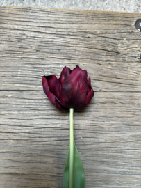 Mooie grote tulp donkerrood