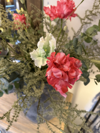 Mooie grote open tulp donkerroze