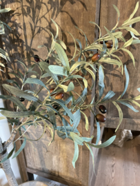 Stoere olijfboom vergrijsd 140 cm