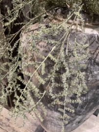 Mooie asparagus takken kunst groen