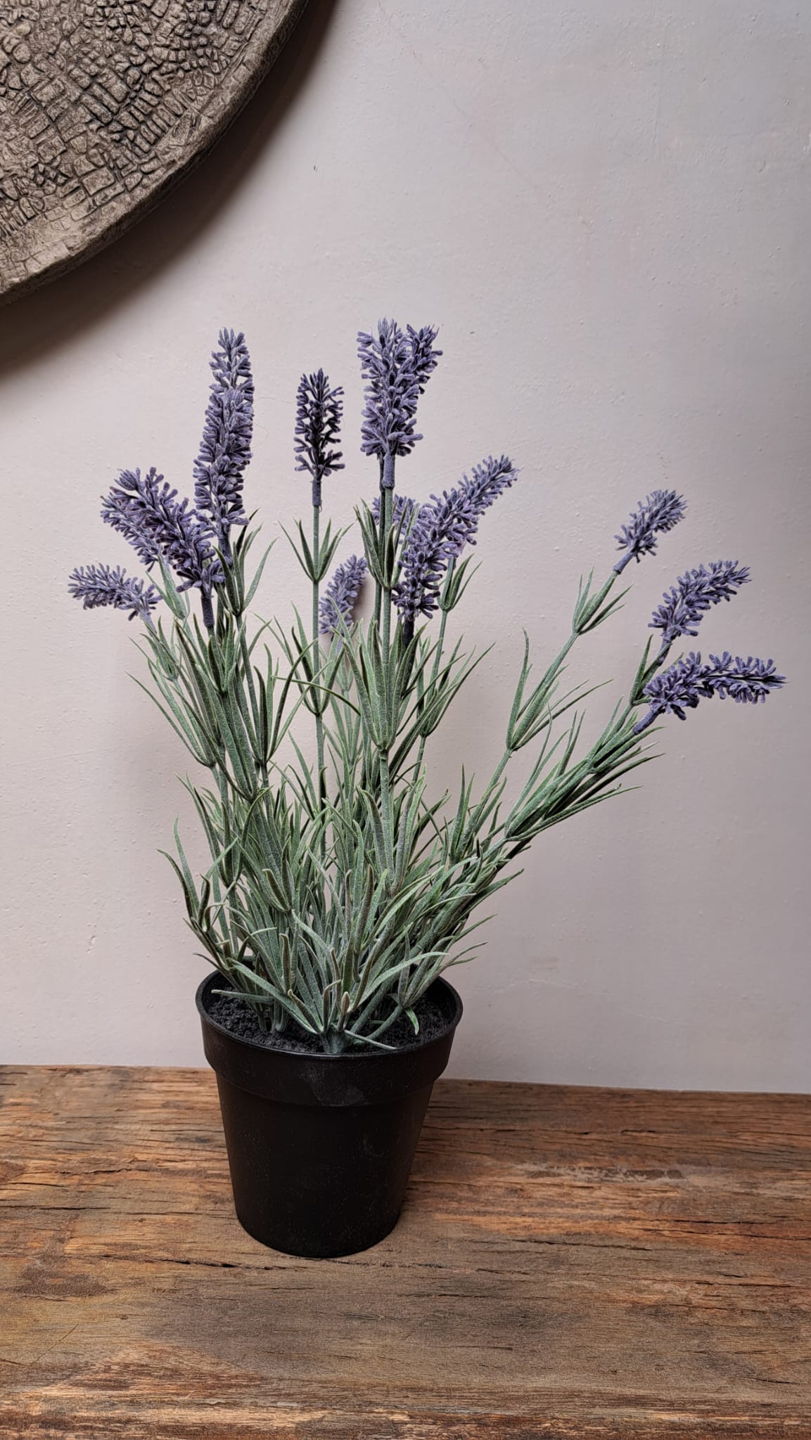 Lavendel in pot 40 cm
