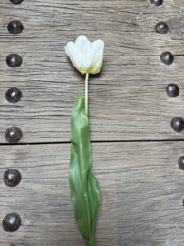 Mooie grote tulp crème