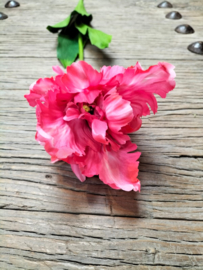 Mooie grote open tulp donkerroze