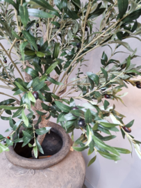 Stoere olijfboom XL