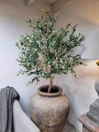 Stoere olijfboom XL