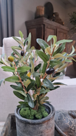 Mooi klein kunst olijfplantje 35 cm
