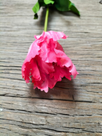 Mooie grote tulp donkerroze