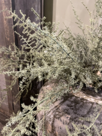 Mooie asparagus takken kunst groen