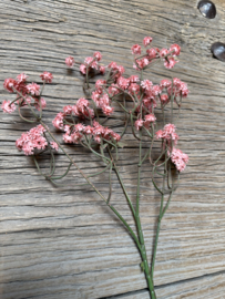 Mooie tak gipskruid roze