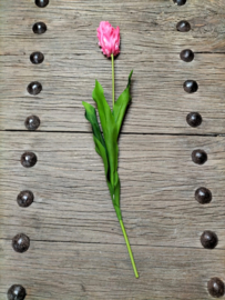 Mooie grote tulp donkerroze
