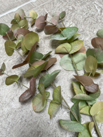 Mooie groene rode tak eucalyptus