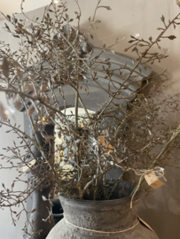 Mooie zijdetak Corokia vergrijsd
