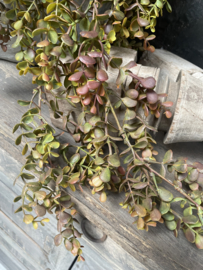 Leuk hangende kunsttak van bruin eucalyptus