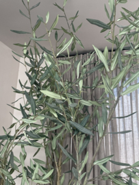Prachtige grote olijfboom kunst XXL vergrijsd