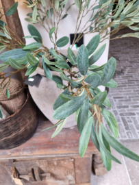 Mooie vergrijsde olijftakken 87 cm