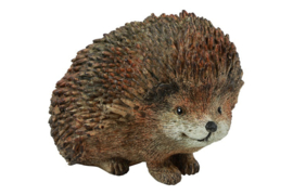 Egel bruin - 3 maten