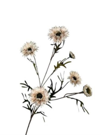 Mooie zijdetak daisy spray champagne