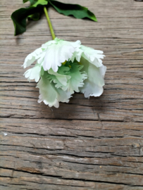 Mooie grote tulp cremewit