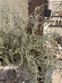 Mooie asparagus takken kunst groen