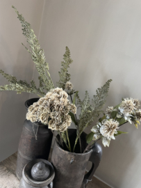 Mooie zijdetak / zijdebloem beige