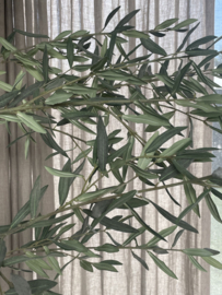 Prachtige grote olijfboom kunst XXL vergrijsd