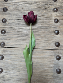 Mooie grote tulp donkerrood