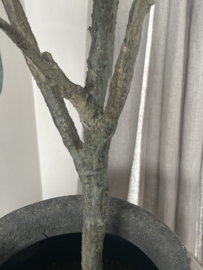 Prachtige grote olijfboom kunst XXL vergrijsd