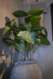 Mooie grote kunst alocasia 120 cm