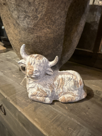Schotse hooglander licht - 2 maten