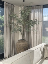 Prachtige grote olijfboom kunst XXL vergrijsd
