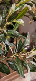 Mooie grote kunst olijfboom 160 cm