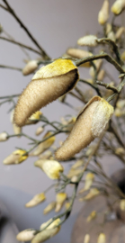 Prachtige magnolia tak XL van Silka