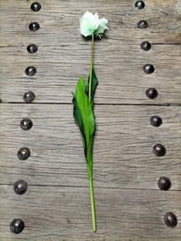 Mooie grote open tulp cremewit