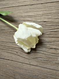 Mooie grote tulp crème