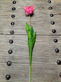 Mooie grote open tulp donkerroze